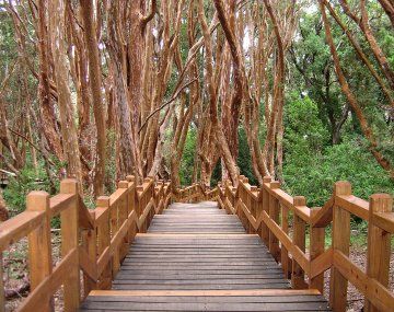 Los Arrayanes: se trepó a una roca en un sendero clausurado y murió