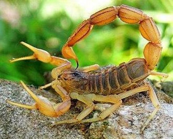 Un niño fue picado por un escorpión y ahora lucha por su vida