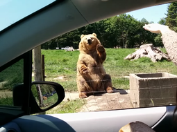 las piruetas del un oso para obtener comida las piruetas del un oso para obtener comida
