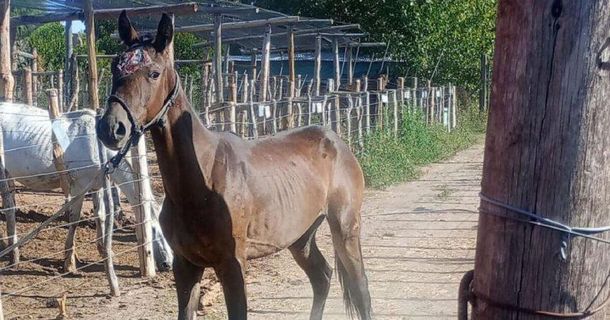El dueño de las yeguas fue condenado El dueño de las yeguas fue condenado