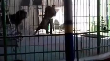 León atacó y mató a un domador León atacó y mató a un domador