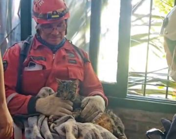 Rescataron a un gatito de los escombros del hotel de Villa Gesell