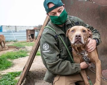 Corea del Sur analiza prohibir el consumo de carne de perro