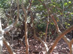 desafio viral: mira esta foto y encontra al gato desafio viral: mira esta foto y encontra al gato