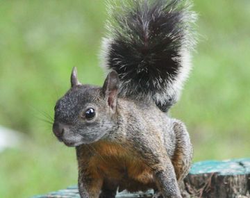 Alerta por una invasión de ardillas que pueden contagiar una grave enfermedad