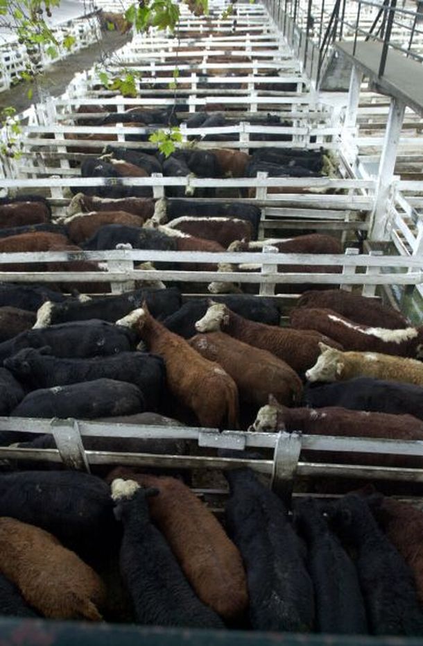 Vacas 2_dyn