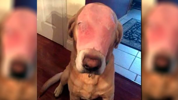 ¿Qué le pasó al perro? La imagen del can desfigurado que dio vueltas a internet