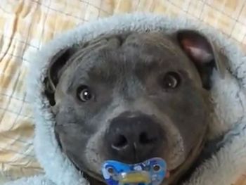 Un perro sonríe cuando le dan un chupete