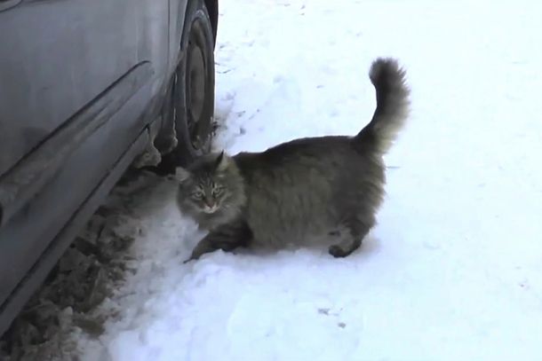 Una gata salva a un bebé de morir congelado en la calle tras ser abandonado