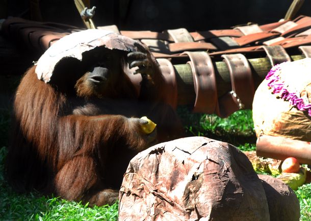 Aseguran que a la orangutana Sandra le conviene quedarse en el Zoo porteño