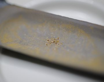 Descubren una bacteria que convierte un líquido tóxico en oro