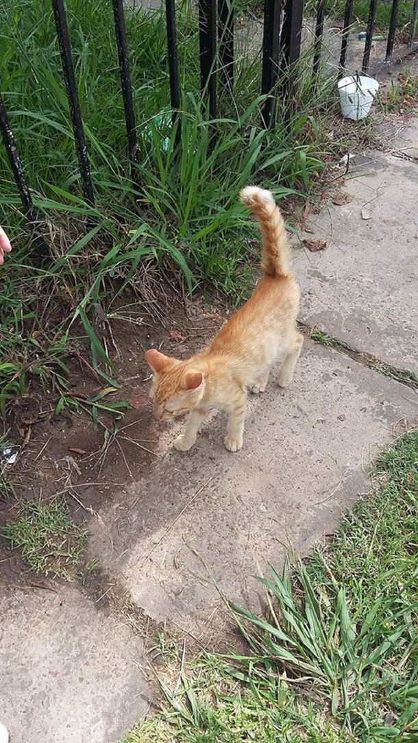 La Plata: tiraron a un gatito desde una camioneta y una vecina los denunció por Facebook