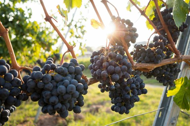 Este ritual con uvas es reconocido por cumplir con los deseos de cada individuo.