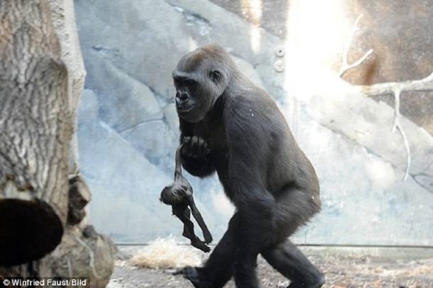 VIDEO: Una gorila se niega a soltar a su cría muerta y conmueve al mundo