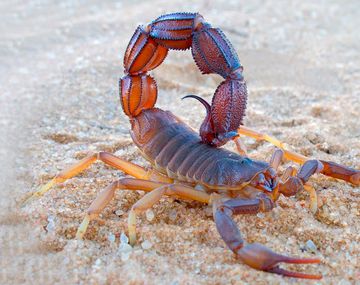 El nene está internado en terapia intensiva