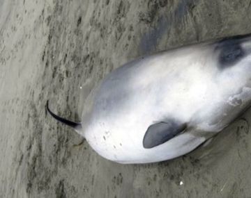 Encuentran dos ejemplares de la ballena más rara del mundo