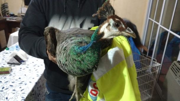 Increíble: encontraron un pavo real en Lanús