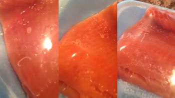 sorpresa: iba a cocinar pero encontro gusanos vivos en la bandeja de pescado sorpresa: iba a cocinar pero encontro gusanos vivos en la bandeja de pescado