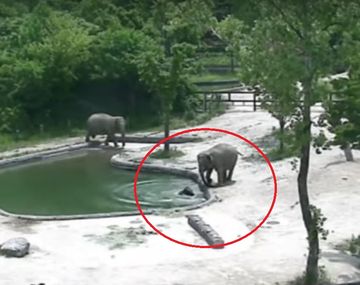 La reacción de los dos padres cuando su elefante bebé se cayó a una pileta