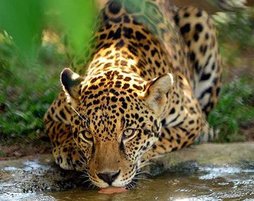 Cazadores mataron un yaguareté en Misiones