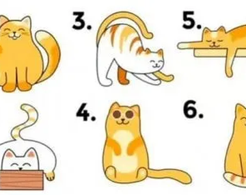 El gato que elijas definirá detalles de tu personalidad