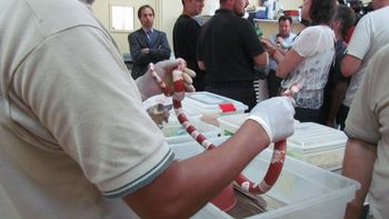 Recuperan animales mediante operativo Recuperan animales mediante operativo