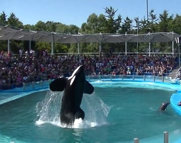 Denuncian el uso y maltrato de animales en la Costa