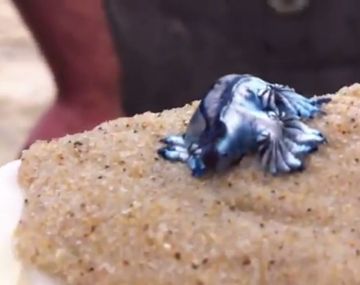 Todos opinan: ¿Qué es esta extraña criatura?