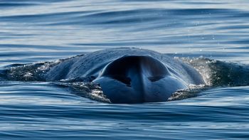 sorpresa en comodoro rivadavia por el avistaje de una ballena azul que paso a metros de un bote sorpresa en comodoro rivadavia por el avistaje de una ballena azul que paso a metros de un bote