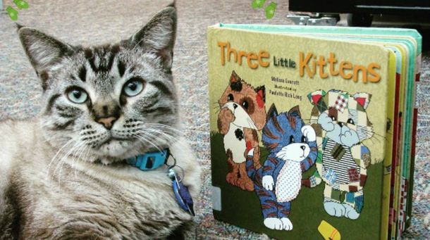 Despiden a la mascota de una biblioteca por ser un gato