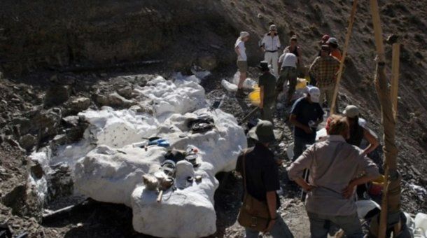 Científicos hallaron más de 200 huesos de la nueva especie nombrada Bagualia Alba