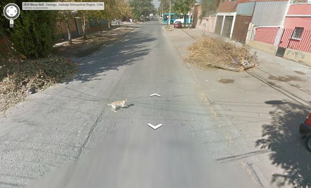 Escándalo: un auto de Google habría atropellado a un perro