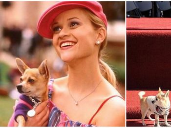 Murió el perro chihuahua de Legalmente rubia