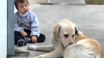 el video de un nene argentino y su perra es furor en internet el video de un nene argentino y su perra es furor en internet