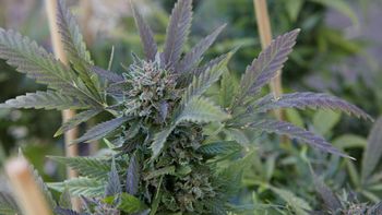 Se duplicaron las licencias de plantación y los metros cuadrados plantados en invernaderos en Uruguay. Se duplicaron las licencias de plantación y los metros cuadrados plantados en invernaderos en Uruguay.