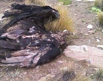 Universitario tucumano encontró 19 cóndores muertos&nbsp;