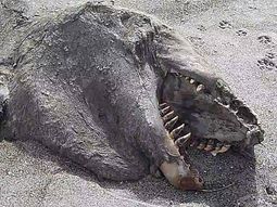 Un monstruo aterroriza Nueva Zelanda