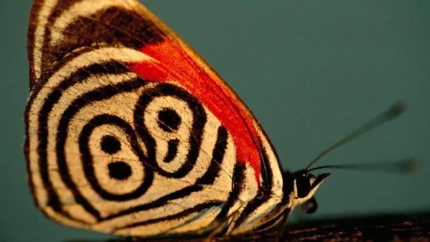 Japón: Conmoción por aparición de mariposas mutantes de Fukushima