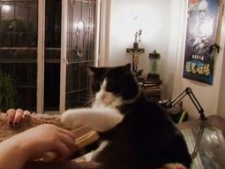 Lisa no puede parar de consumir los pelos de su gato Lisa no puede parar de consumir los pelos de su gato