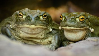 venden sapos en la web ante la amenaza de mosquitos con zika y dengue venden sapos en la web ante la amenaza de mosquitos con zika y dengue