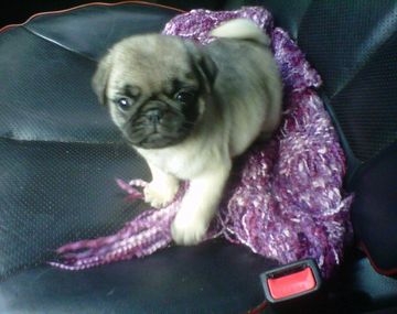 El primer regalo de Marcelo Tinelli a Guillermina Valdés