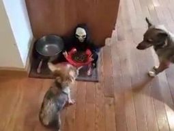 imposible comer asi: este perro no puede acercarse a su plato por culpa de un muneco imposible comer asi: este perro no puede acercarse a su plato por culpa de un muneco