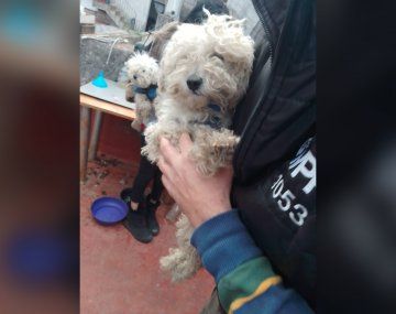 Floresta: rescatan a tres caniches víctimas de maltrato animal