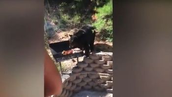 Un oso quiere robarles la carne de la barbacoa y ellos le hacen frente Un oso quiere robarles la carne de la barbacoa y ellos le hacen frente