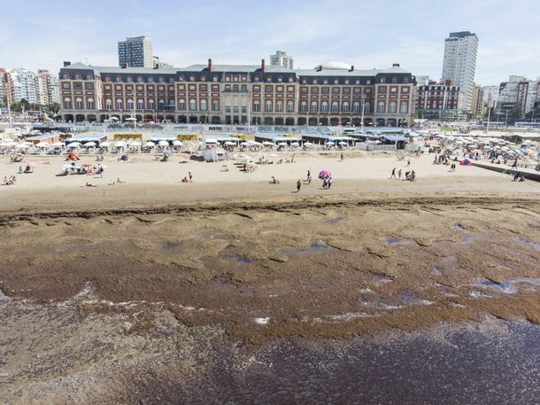 Algas en Mar del Plata