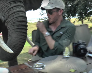 VIDEO: Un elefante enojado se desquita