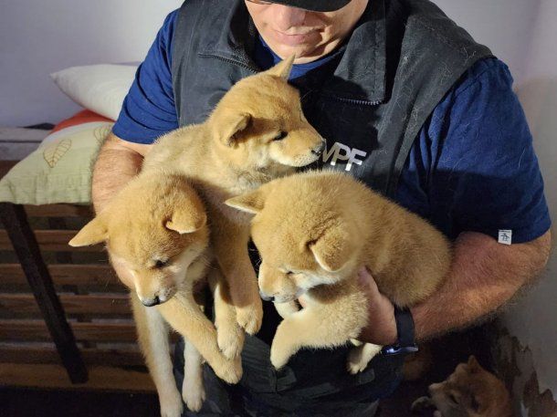 Clausuraron criaderos de perros Shiba Inu en Villa Crespo y Mataderos