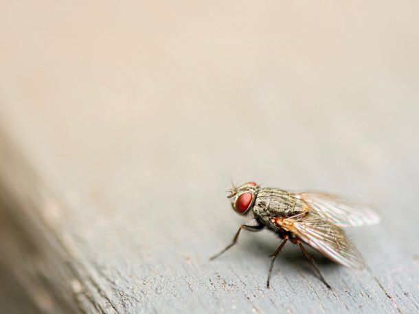 No fallan: siete trucos infalibles para ahuyentar las moscas para siempre