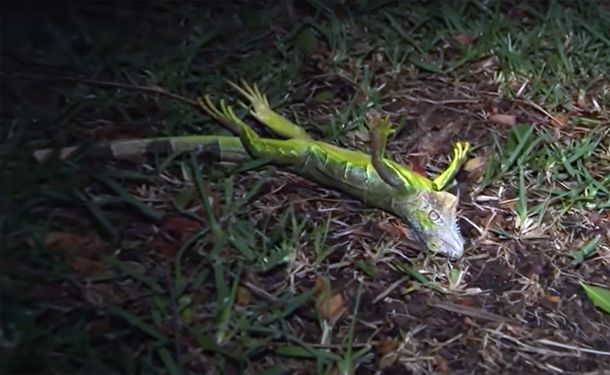 Estados Unidos: por qué podrían llover iguanas