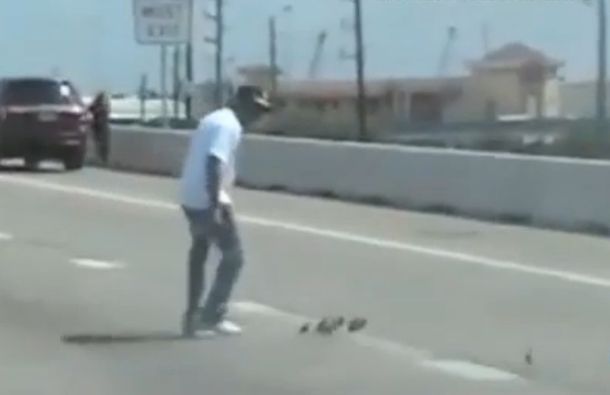 VIDEO: Conductores paran el tránsito en una autopista para salvar a patitos huérfanos